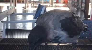 Antalya'da restorana gelip kahvaltıya eşlik eden karga gülümsetti