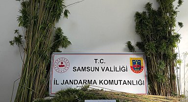 Arazide 957 kök kenevir bitkisi ele geçirildi