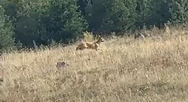 Ardahan'da dağ ceylanı görüntülendi