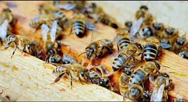 Arı ürünlerine destek