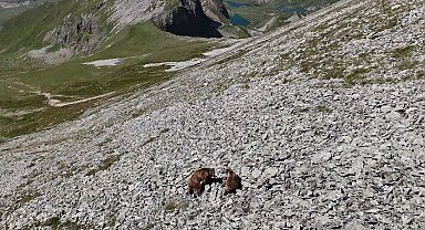 Arsiyan Yaylasında anne ve yavru boz ayı turistlerin kamerasına takıldı