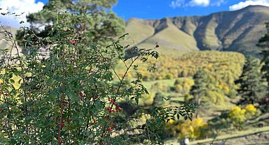 Artvin'de sonbahar ilk bu köye uğruyor