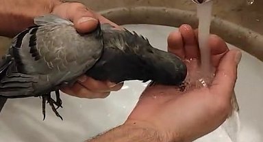 Asansöre sıkışan güvercini kurtaran şahıs, avcuyla su verdi