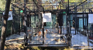 Ata saldıran köpek yakalandı