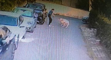 Ataşehir'de kangal köpeği başka bir köpeği parçaladı, olayı gören sahibi kalp krizi geçirdi