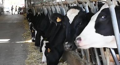 Aydın'da 47 bin doz ücretsiz aşı yapılacak