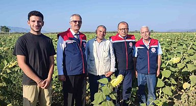 Aydın'da ayçiçeği hasadı öncesi üreticilere destek müjdesi