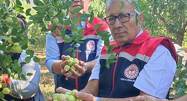 Aydın'da hünnap hasadı başladı
