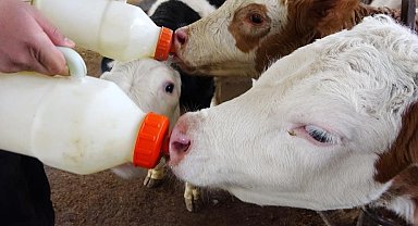 Aydınlı üreticilere 58 Milyon TL buzağı desteği ödemesi yapılacak