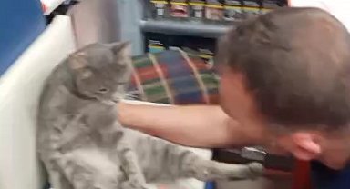 Balı fazla kaçıran kedi kendinden geçti