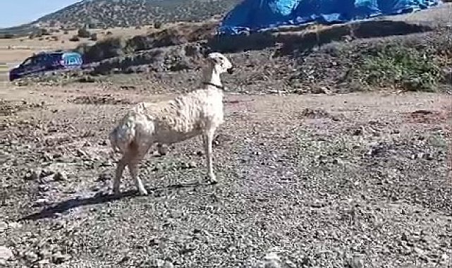 Balıkçı ağına bu kez 'koyun' takıldı