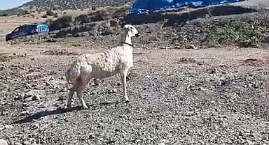 Balıkçı ağına bu kez 'koyun' takıldı