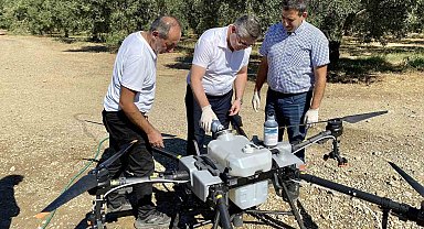 Balıkesir'de zeytin sineğiyle mücadelede sürüyor