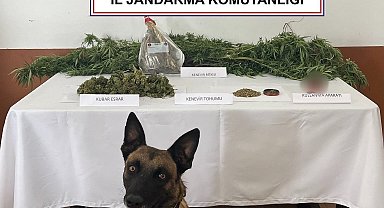 Balkonda kenevir yetiştiren şahsı jandarma yakaladı
