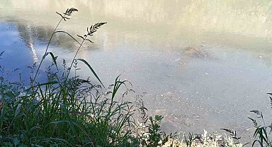 Bartın Irmağı'nda toplu balık ölümleri yaşandı