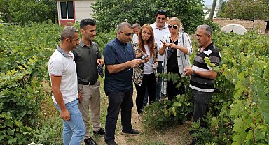 Başkan Süer: "Erciş üzümü kalitesini koruyor"