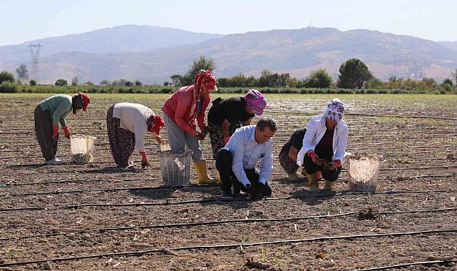 Başkan Yetişkin enginar fidelerini toprakla buluşturdu