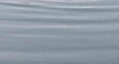 Batman'da nesli tehdit altındaki "Fırat kaplumbağaları" görüldü