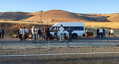 Batman'da yolcu minibüsü inek sürüsüne çarptı, onlarca hayvan telef oldu