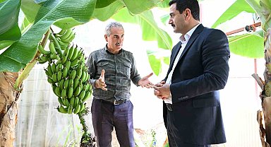 Battalgazi'de muz hasadı başlıyor