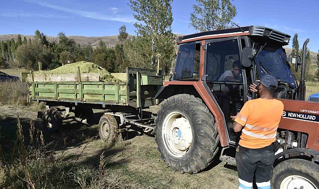 Bayburt'ta silajlık mısır hasadı başladı