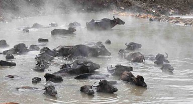 BEÜ'nün 'Madak' belgeseli 8 ödül aldı