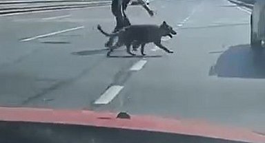 Beylikdüzü E-5'te sürücülerden köpek kurtarma operasyonu