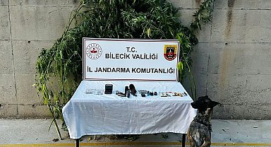 Bilecik'te evinin bahçesinde kenevir yetiştiren şüpheli düzenlenen operasyonla yakalandı