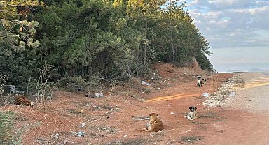 Bilecik'te vatandaşlar sürü halindeki köpeklerden tedirgin