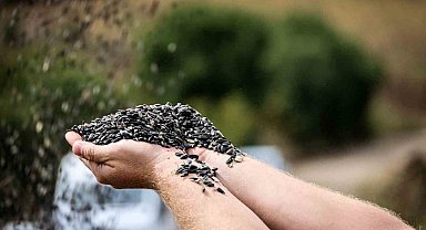 Bilecik'te yağlık ve çerezlik ayçiçeği hasadı başladı