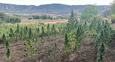 Bingöl'de 203 kök kenevir ele geçirildi: 2 gözaltı