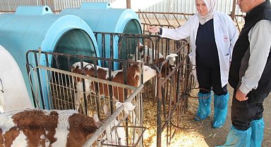 Buzağı destekleme ödemeleri başladı