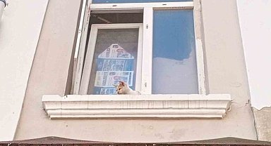 Cama ayağı sıkışan kedi kurtarıldı