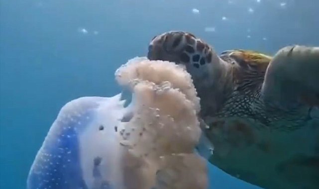 Caretta carettanın deniz anasını yediği görüntülerle denizi kirletenlere 'çevre' mesajı