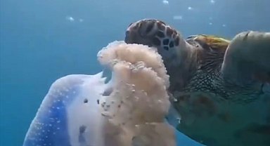 Caretta carettanın deniz anasını yediği görüntülerle denizi kirletenlere 'çevre' mesajı