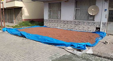 Çarşamba'da fındık kurutma mesaisi