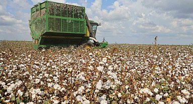 Çiftçi, pamuktan umduğunu bulamadı