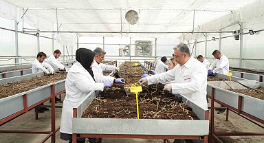 Çiftçilerin beklentisine uygun yerli ve milli patates çeşitleri geliştiriliyor