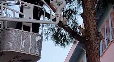 Çıktığı ağaçtan inemedi imdadına itfaiye yetişti