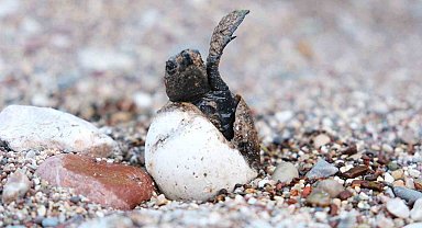 Çıralı'da caretta caretta rekoru