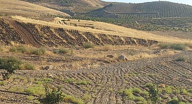 Çizgili sırtlan cep telefonlarıyla görüntülendi