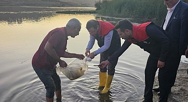 Cizre'de Dicle Nehrine 200 bin adet yavru sazan balığı bırakıldı