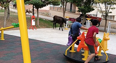 Çocuk parkını büyükbaş hayvanlar bastı