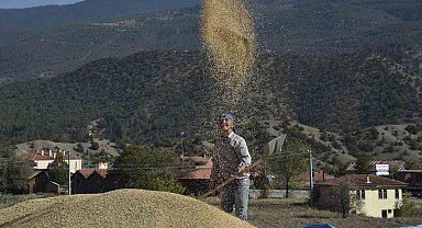 Coğrafi işaretli Tosya pirincinin hasadı başladı