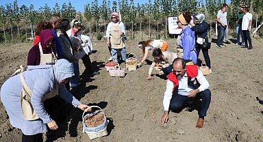 Çorum'da safran üretimi için ilk adım atıldı