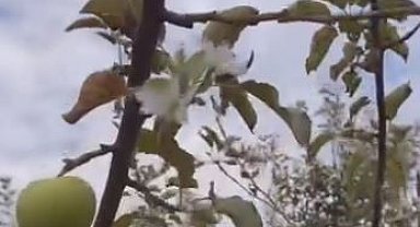 Dallarında meyvesi olan ağaç tekrar çiçek açtı