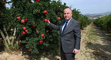 Denizli'de bu yıl 50 bin tonun üzerinde nar hasadı bekleniyor