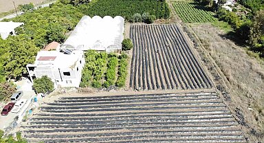 Deprem bölgesinde 34 bin çilek fidesi umutla toprakla buluştu