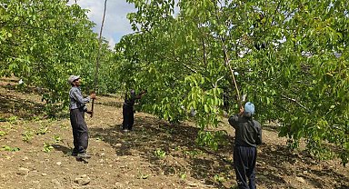 Deprem bölgesinde üreticinin yüzünü güldüren Çağlayancerit cevizi, modern tesislerde özenle işlenip paketlenerek piyasaya sürülüyor
