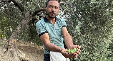 Deprem bölgesinde yüz güldüren hasat; sofralık zeytin kilogram fiyatı 70 TL'den alıcı buluyor